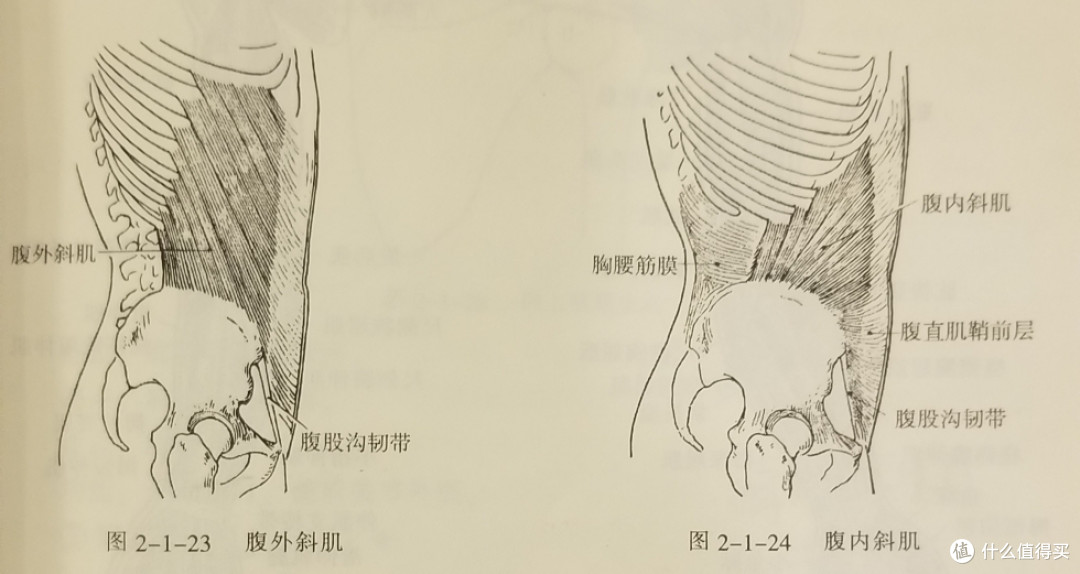 腹部凸出还在努力做仰卧起坐? 换个训练动作就可以让腹部更平坦