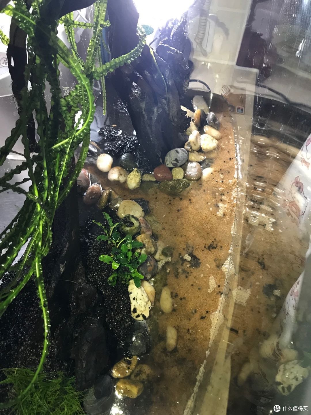 带你真的种点草吧!新手开缸~花很少的钱~帮你搞定一口缸!