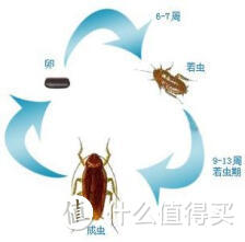 干货分享！4步教你简单有效灭杀屋内蟑螂！