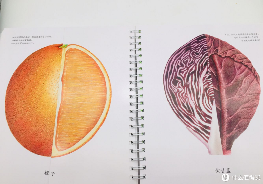 剖面图和生物学结合的奇妙世界，带你走入《生命的四季》