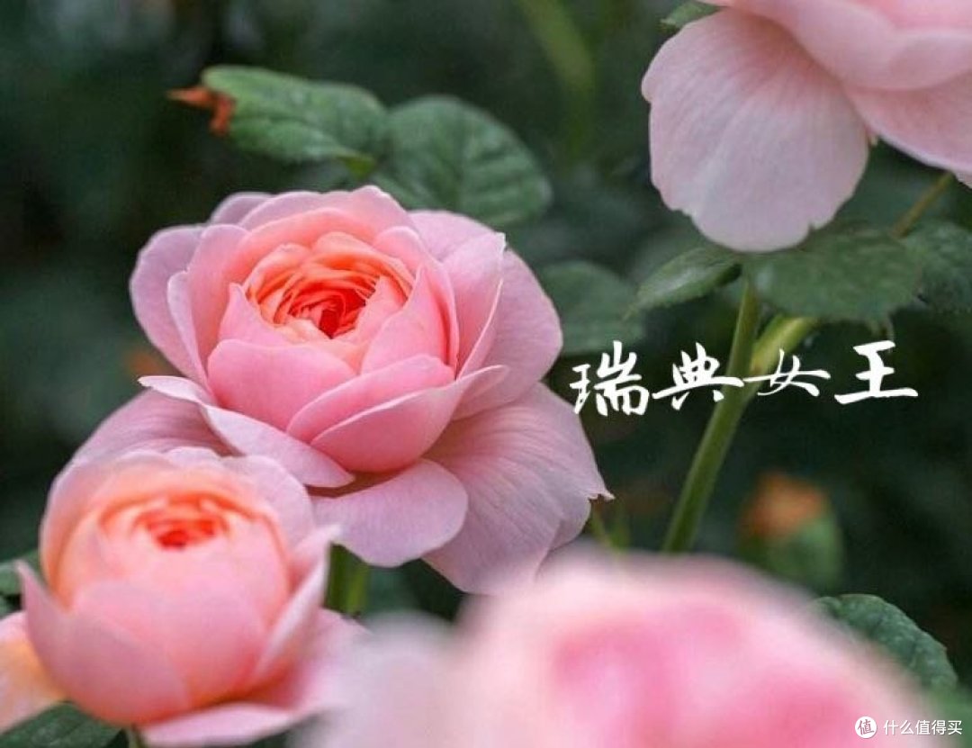 【618】马上618了,来给大家种一个养月季的草~