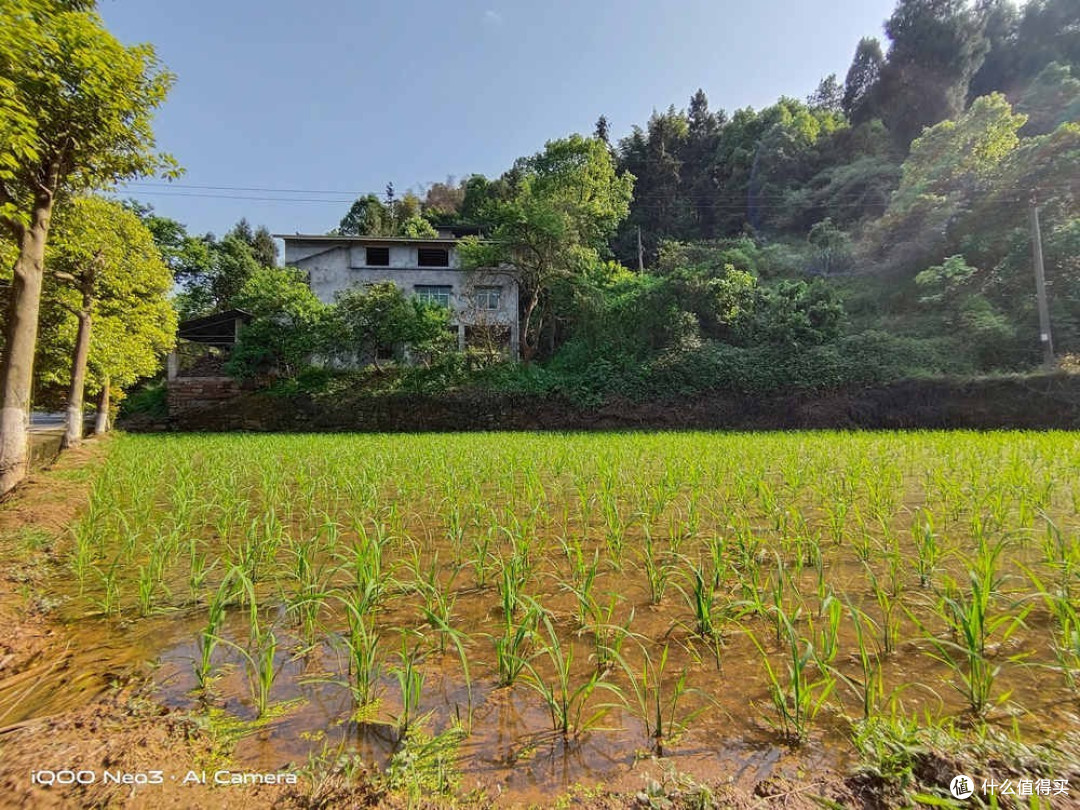《向往的生活》再次带火田园风，四部新机田园拍照孰强孰弱？
