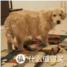 能和拆家狗 battle 的疯狂的骨头,陪玩解闷,释放精力!