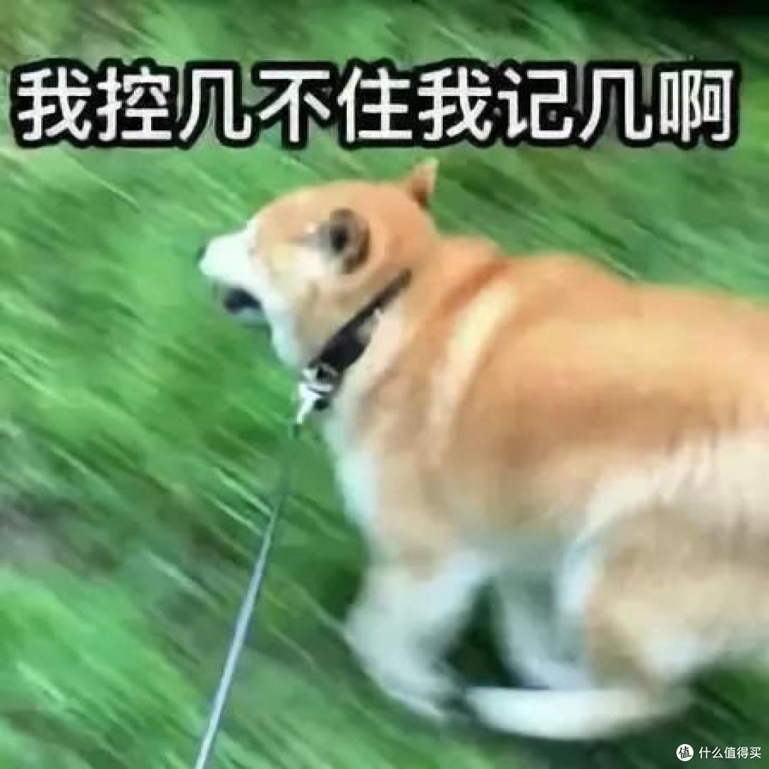 能和拆家狗 battle 的疯狂的骨头,陪玩解闷,释放精力!