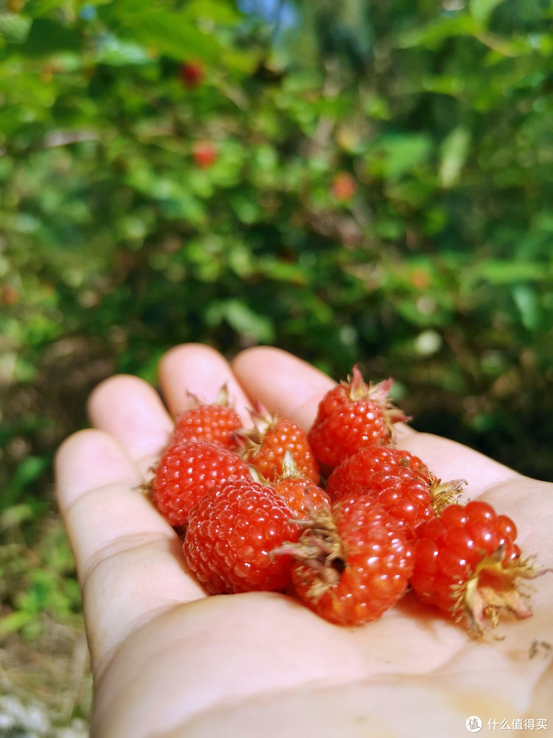 还是小时候的味道---覆盆子采摘季记（苗苗、野草莓）