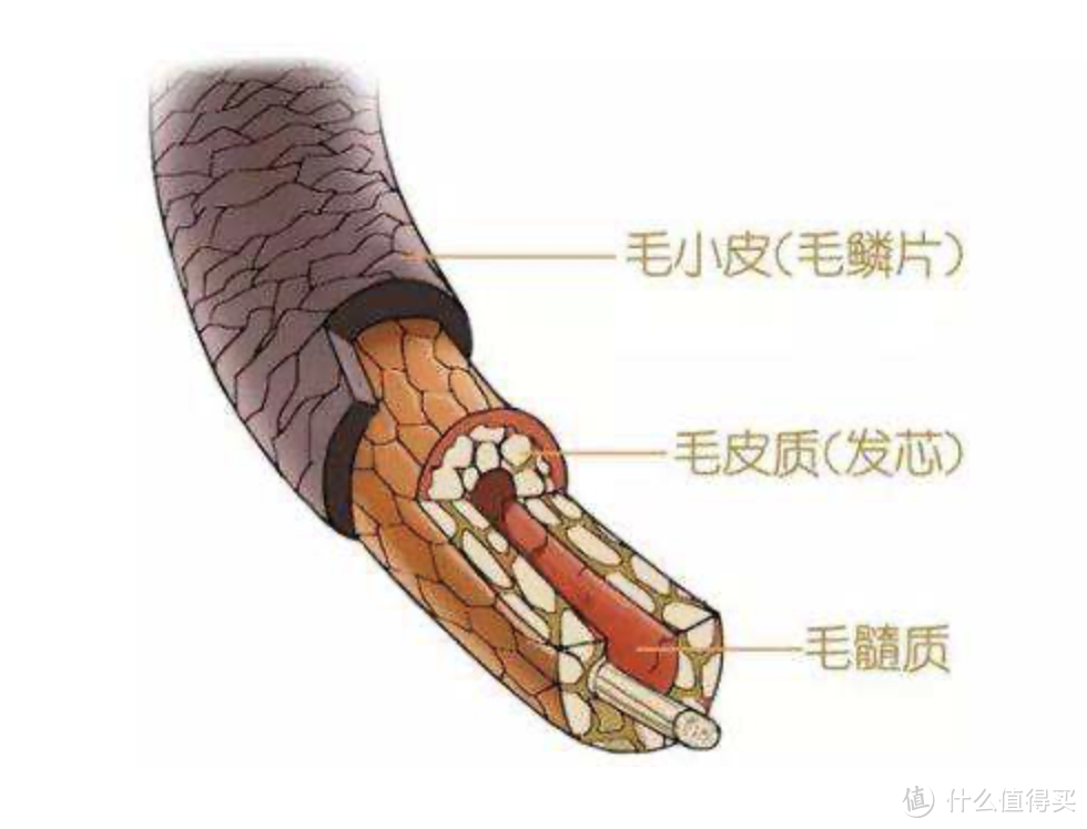 头发结构图(图片引自网络)