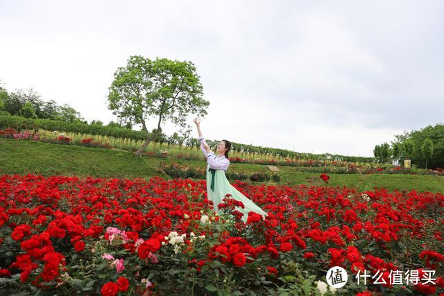 3000多亩玫瑰花海有多美？小白随手拍都是美片，木兰玫瑰园