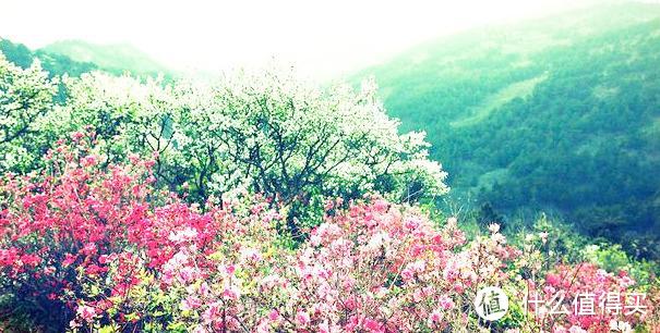 映山红覆盖整座山，汉服美女和花斗，花木兰的家乡