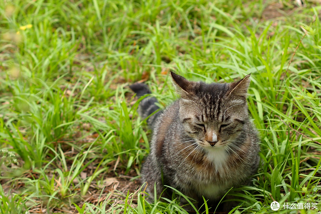 遇见的唯一一只猫猫，偷拍它在上WC