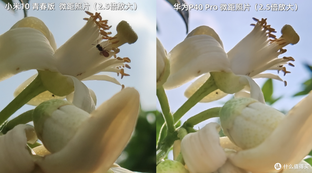 献给后浪的千里眼VS麒麟之心:小米10青春版和P40 Pro摄像头对比