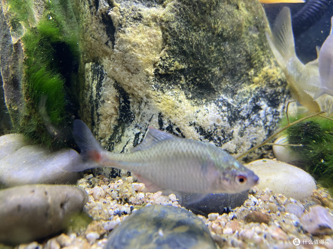 鳑鲏