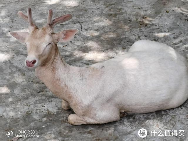 长焦到底有没有用，带着荣耀30行摄动物园，原来拍动物这么简单