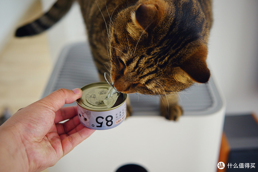 【轻众测】一款有“味道”的猫砂——毛绒派玉米味豆腐猫砂众测报告 