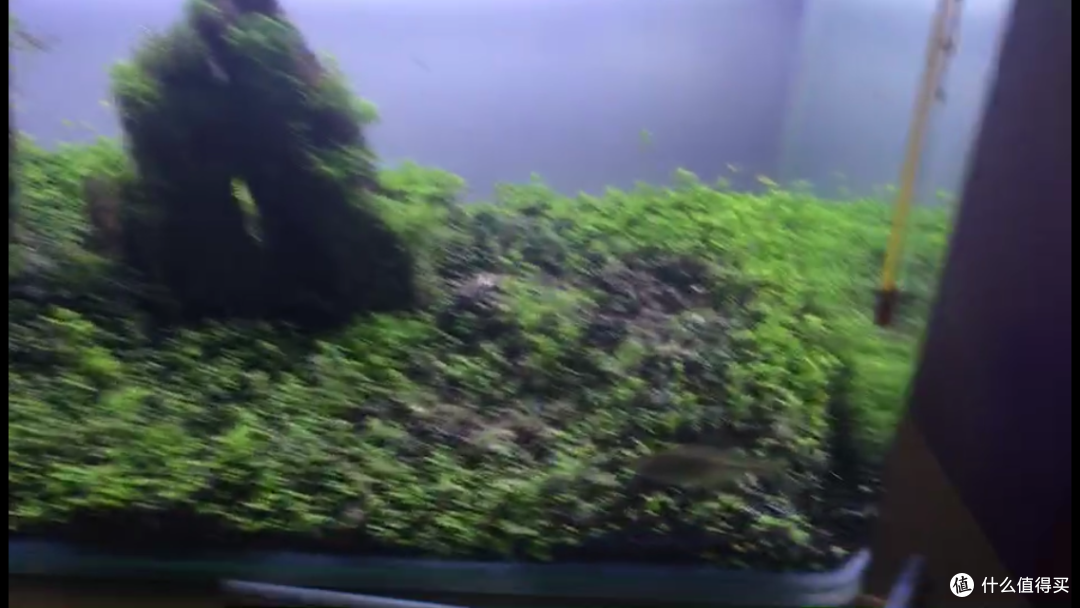 现实中的草缸