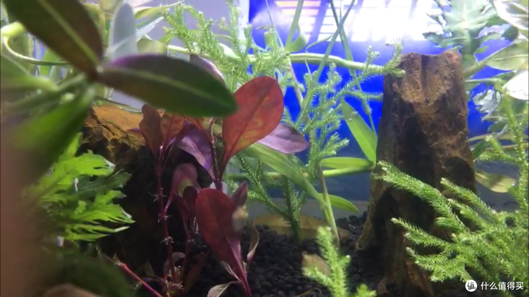 种好的水草