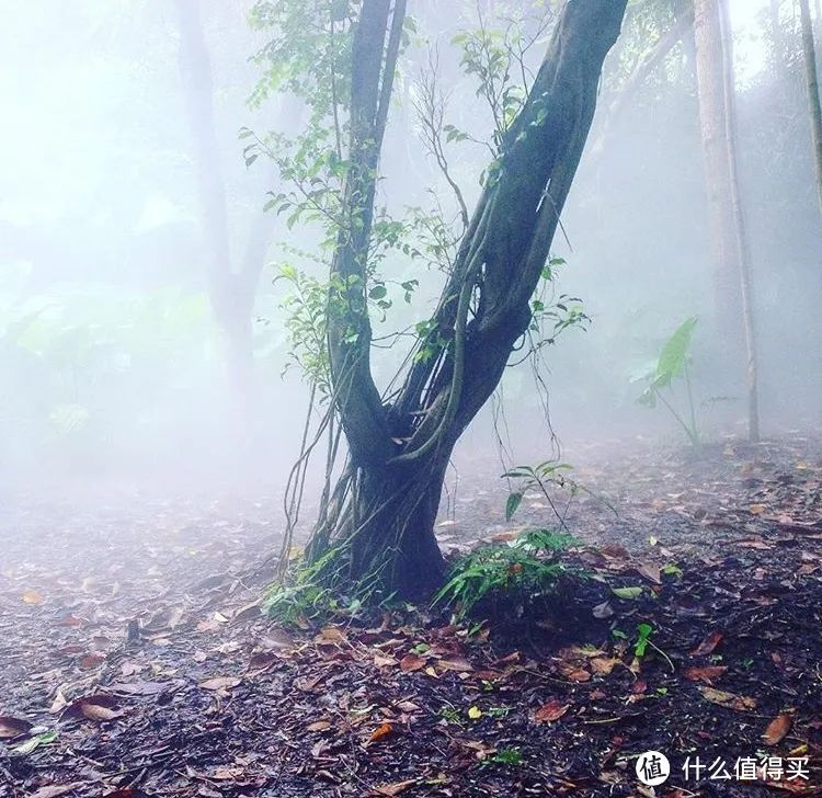 一座无关鼓浪屿的厦门，送你一份城市文艺漫游指南