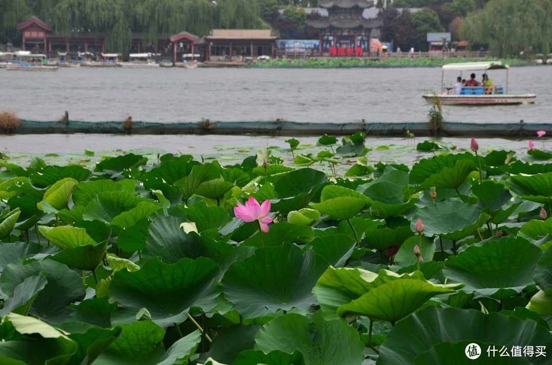 你还记得大明湖畔的夏雨荷吗？——济南大明湖游览