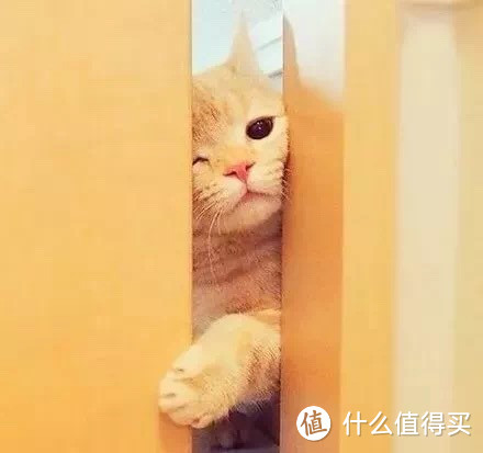 !!!喵星人总爱偷看人上厕所,到底是不是病?