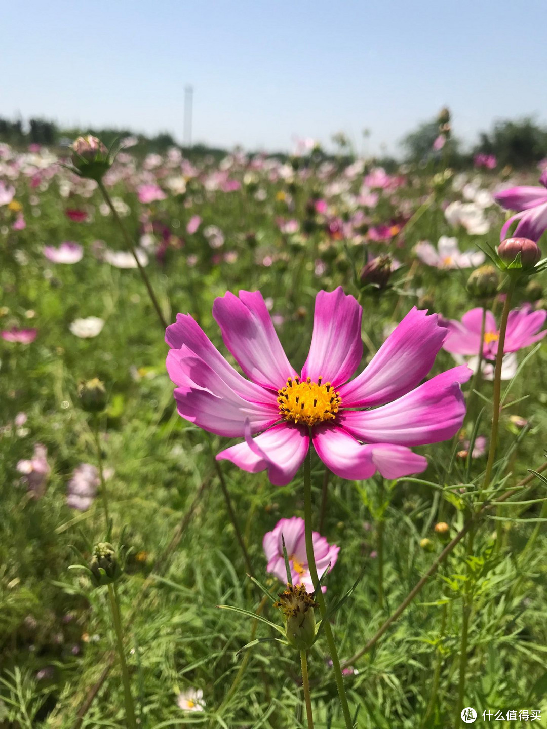 成都这里也藏匿了一片格桑花海！