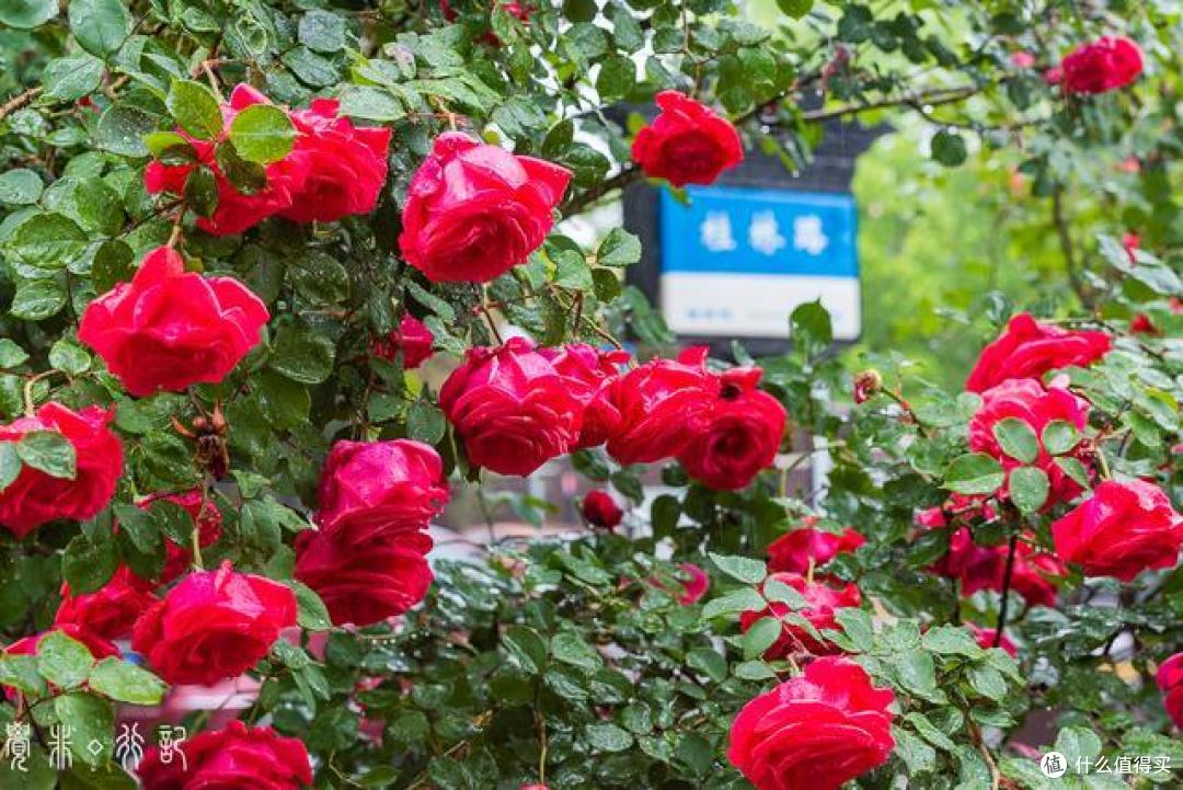 5月的天津是属于月季的，从公园到马路，天津市花赏花指南