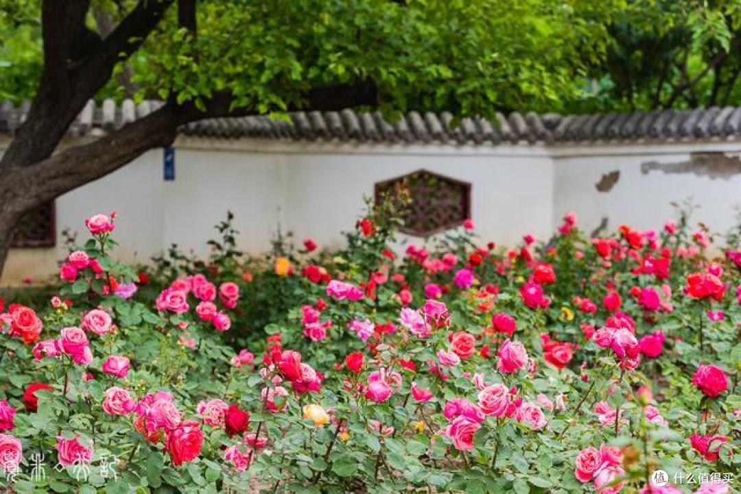 5月的天津是属于月季的，从公园到马路，天津市花赏花指南
