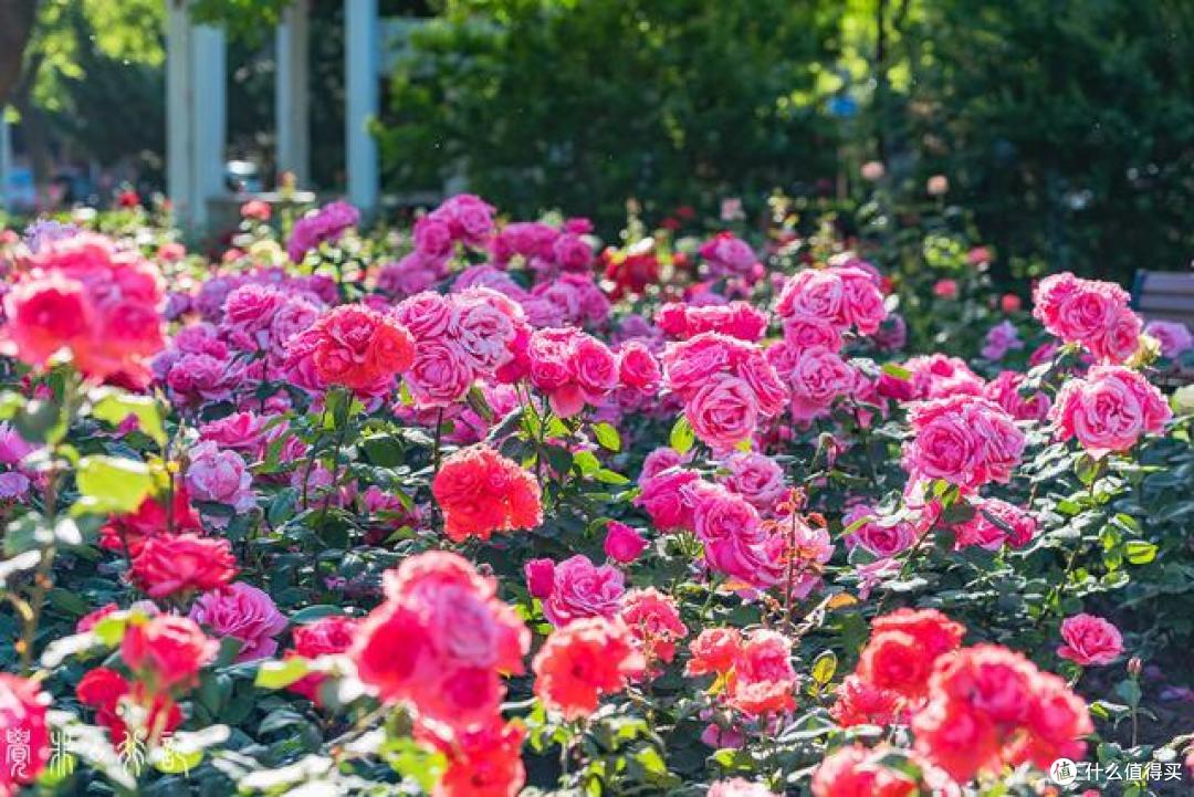 5月的天津是属于月季的，从公园到马路，天津市花赏花指南
