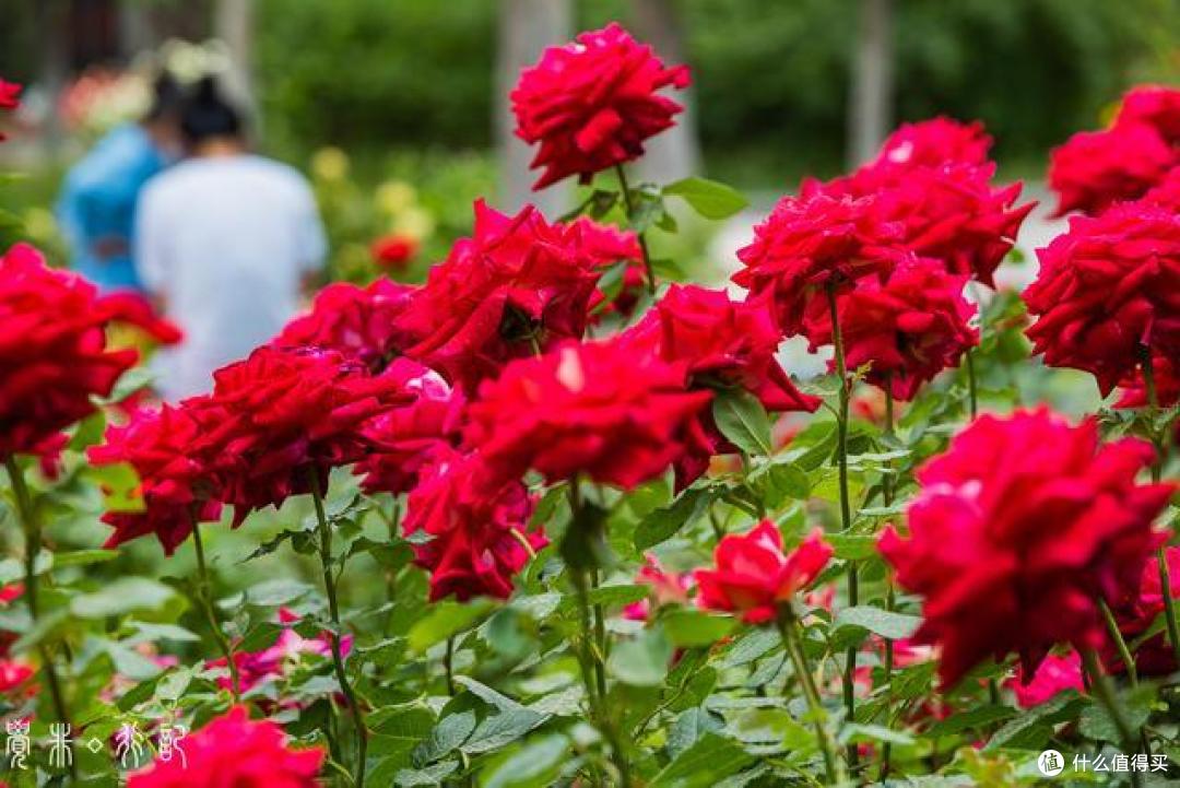 5月的天津是属于月季的，从公园到马路，天津市花赏花指南