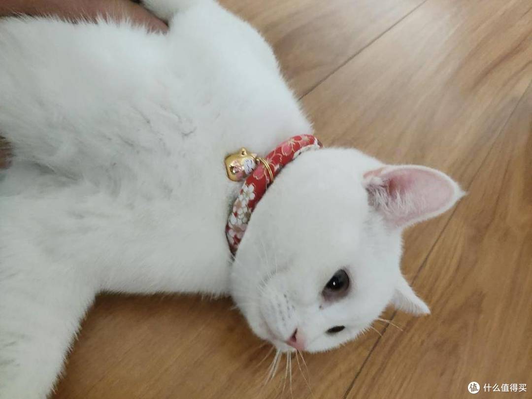 让猫咪化身招财猫。猫：不好意思没这功能。