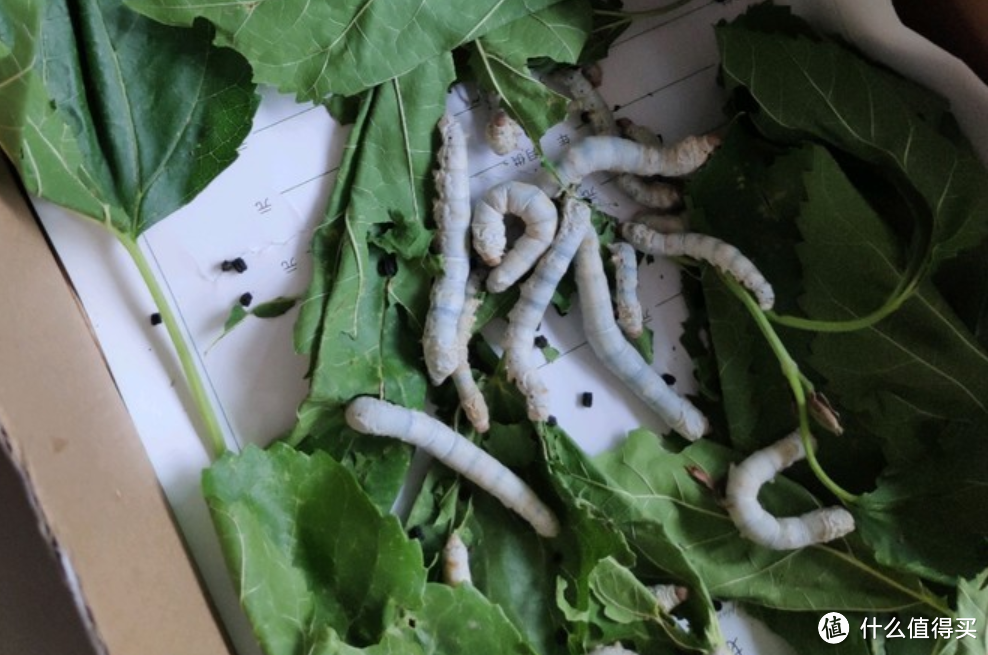 蚕的一生全纪录:养蚕体验再分享,破茧成蛾、绝对值得一看!