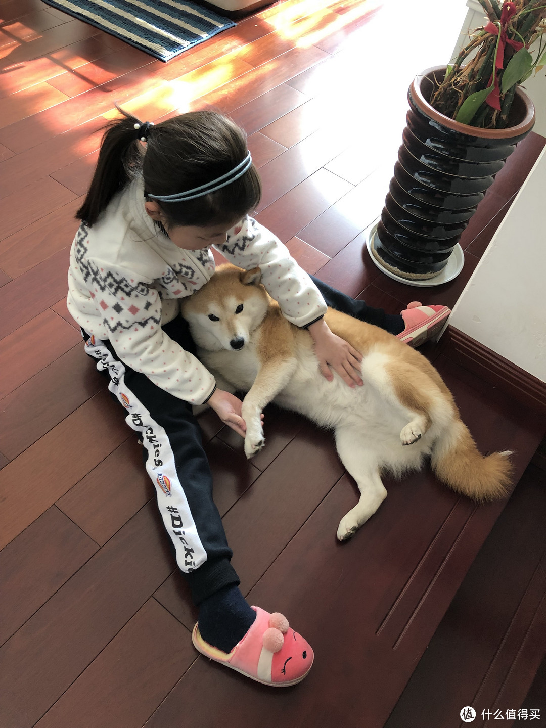 2只柴犬，7年喂养经验，分享如何避开宠物医院巨坑