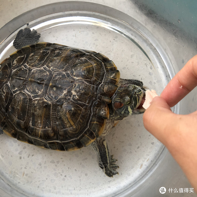 新手养龟指南——巴西龟养护经验分享