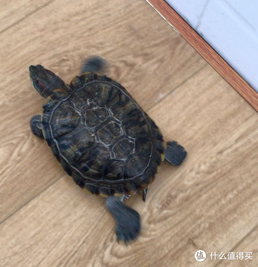 新手养龟指南——巴西龟养护经验分享