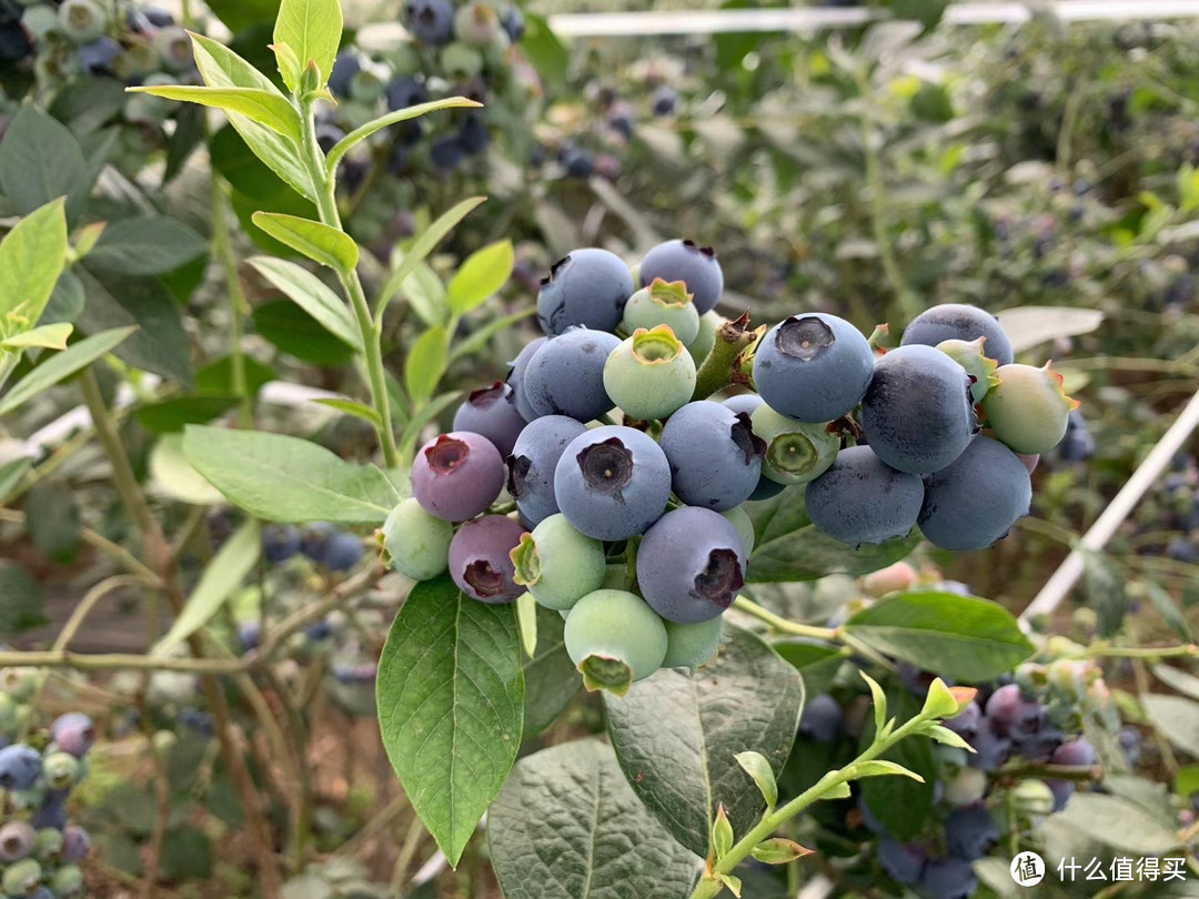 春暖花开挑一天去丹东基地把蓝莓吃个够！！丹东特产！