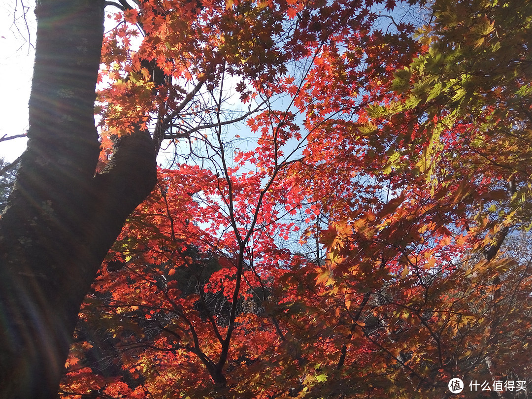 城市大玩家：丹东旅游，十月份枫叶红了就来天桥沟看啊！