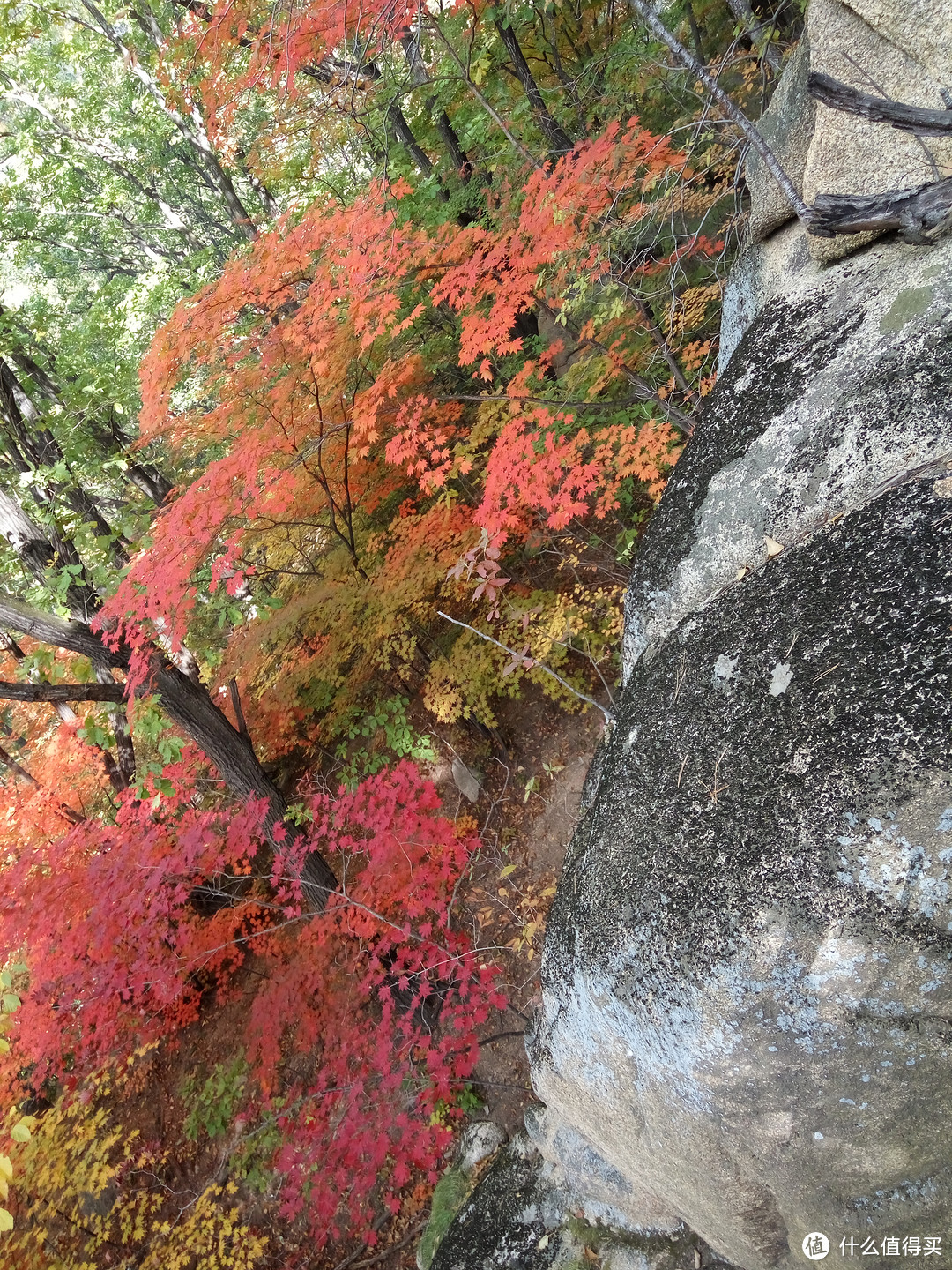 城市大玩家：丹东旅游，十月份枫叶红了就来天桥沟看啊！