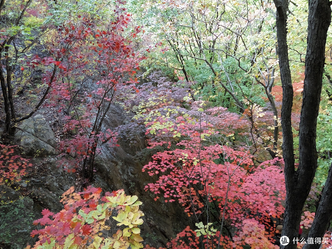 城市大玩家：丹东旅游，十月份枫叶红了就来天桥沟看啊！