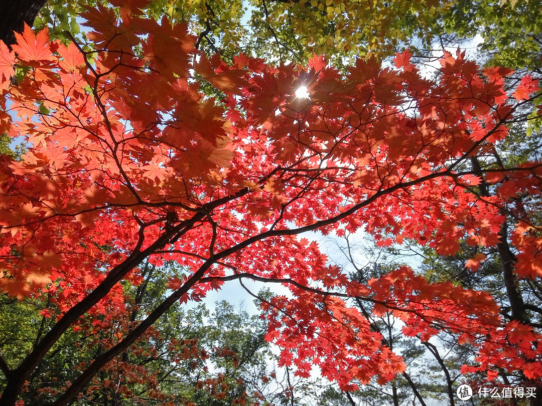 城市大玩家：丹东旅游，十月份枫叶红了就来天桥沟看啊！