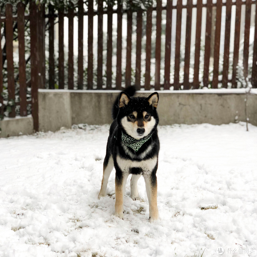 ↑柴犬和雪是绝配，撒撒外表看上去有点唬人，其实一点都不凶