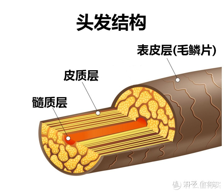 一样的性能，不一样的价格，直白吹风机体验