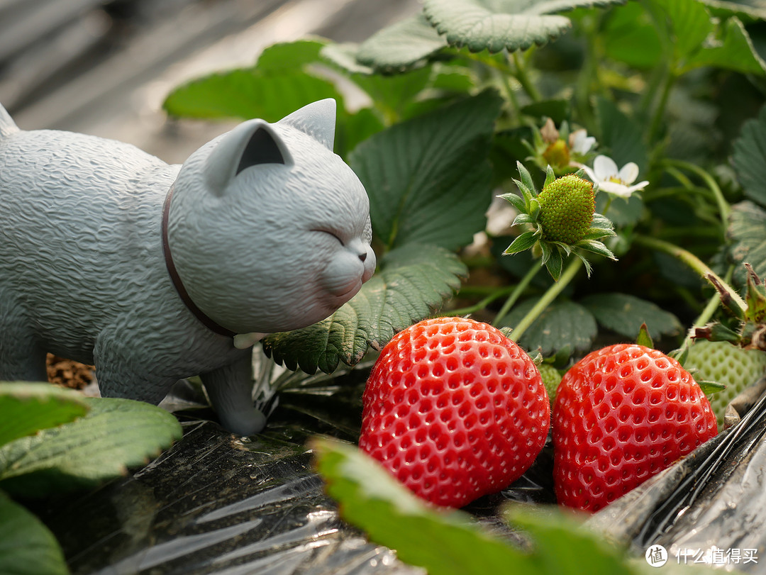 明年开春我们再约呀——分享我的大连宝藏级草莓采摘园