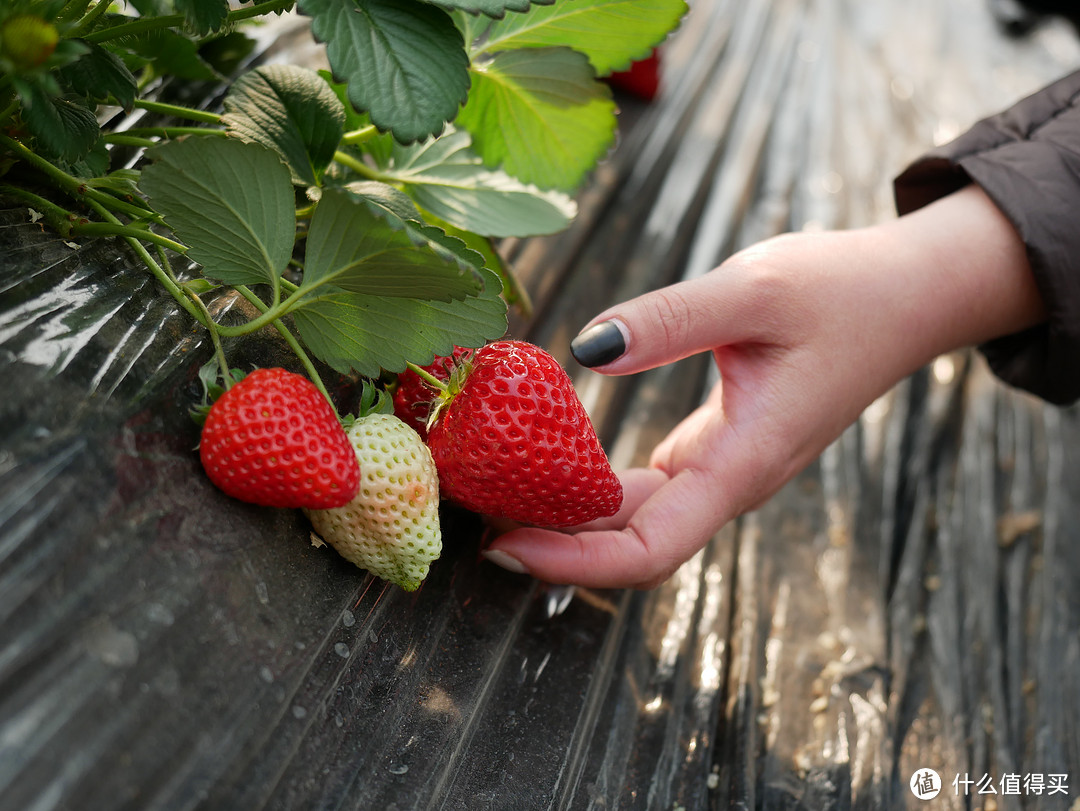 明年开春我们再约呀——分享我的大连宝藏级草莓采摘园
