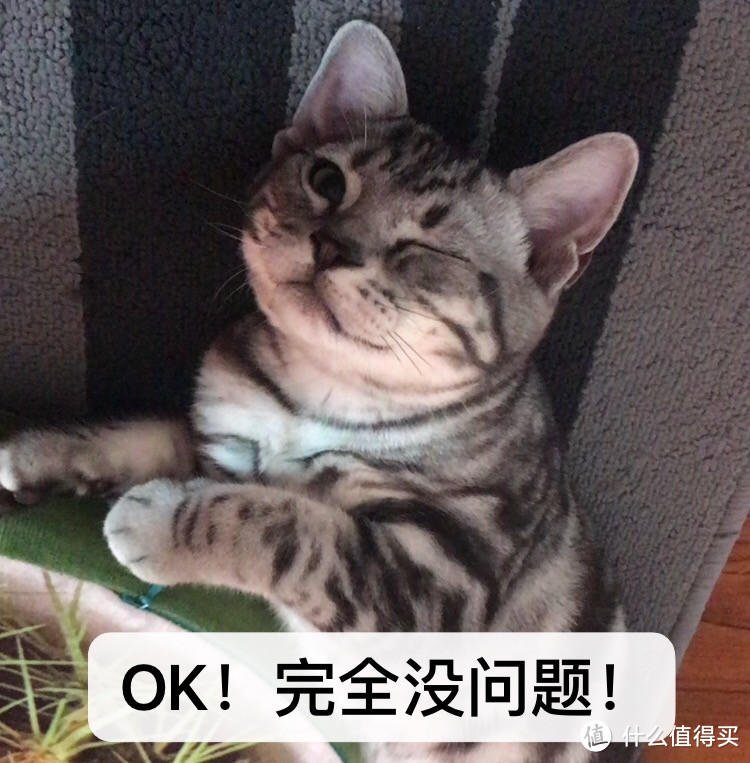 多图预警 | 把小奶猫养成“精神小伙”的超全面育儿经验帖