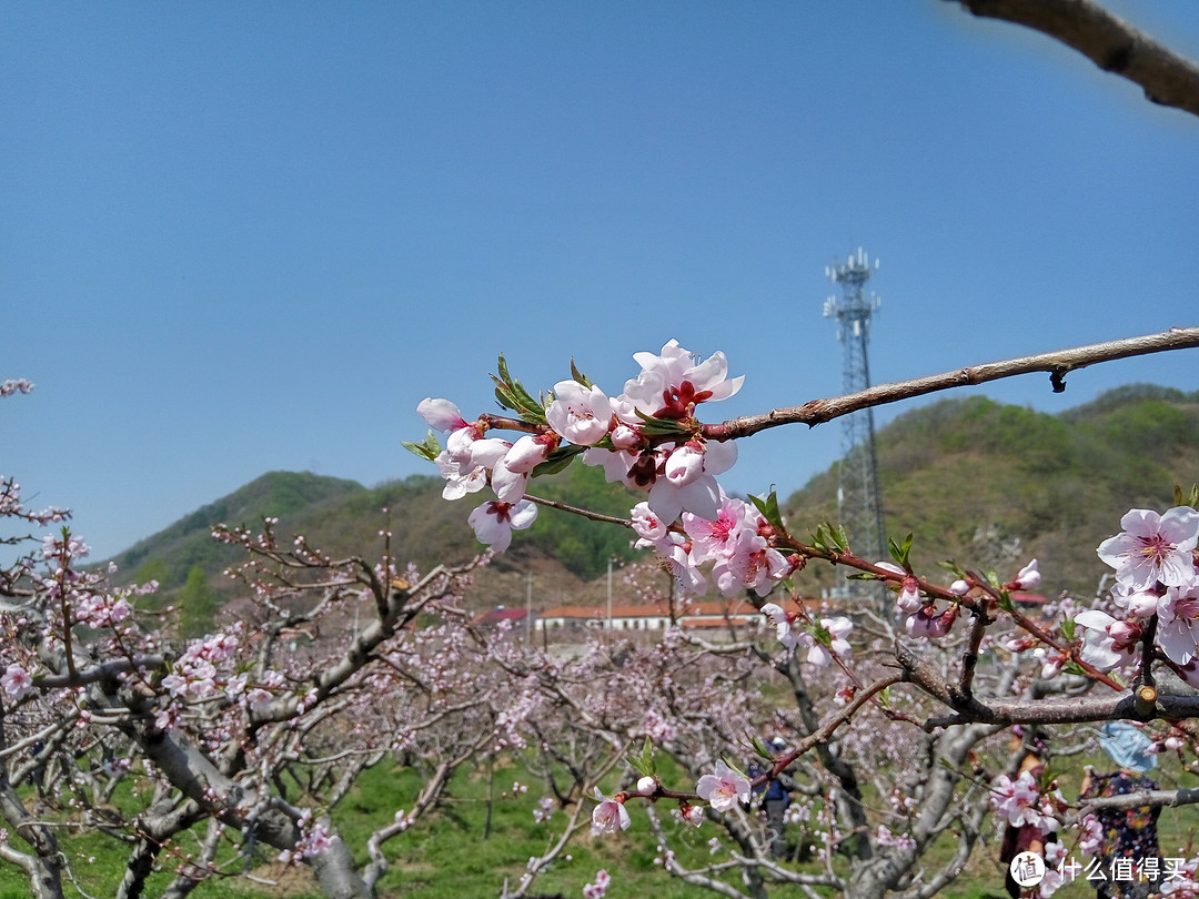 城市大玩家：丹东，桃花盛开的时节何不来河口看看桃花呢！