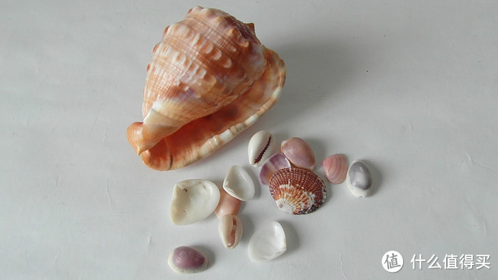 活体贝壳挖珍珠珍珠活蚌可自己动手开的养殖天然淡水珍珠河蚌多珠混色鲜活