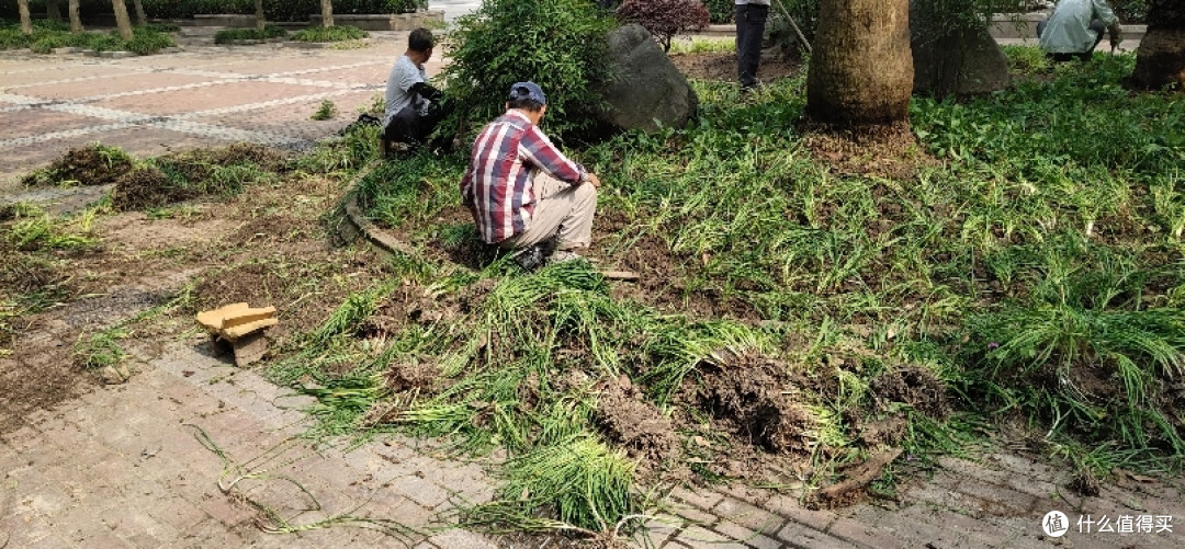 华泾公园手摘樱桃游老华泾路以南新华泾路以北龙吴路以西一个安静舒适运动休