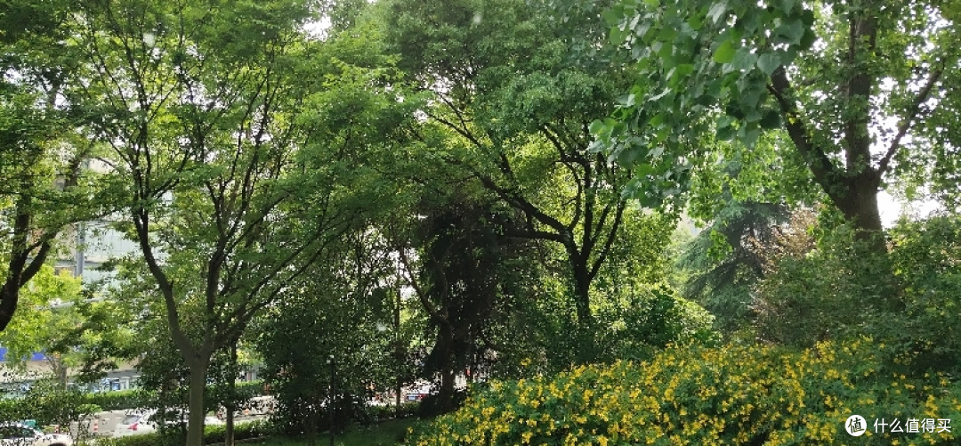 华泾公园手摘樱桃游老华泾路以南新华泾路以北龙吴路以西一个安静舒适运动休
