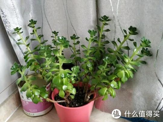 多肉蒂亚盆栽怎么养？万博分享几点实践经验，爆盆出锦很简单