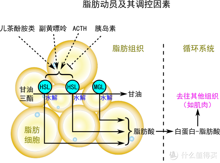 从大腹便便到腹肌若现，这些日子我经历了什么——中年男士减肥实用经验分享