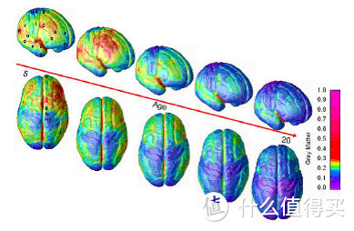 大脑的红色区域代表拥有丰富的灰质，蓝色则表示灰质较少。