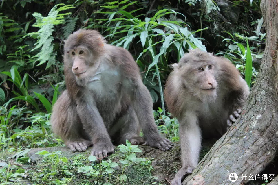 那年，峨眉山看猴子